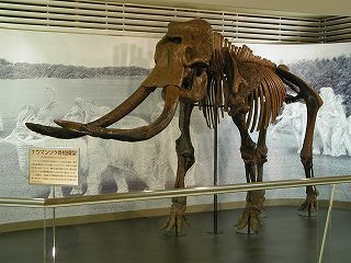 photo: Palaeoloxodon naumanni