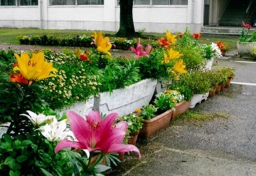写真:応募作品 本荘小学校
