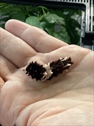 写真：いもむしランドで昆虫と遊ぼう！