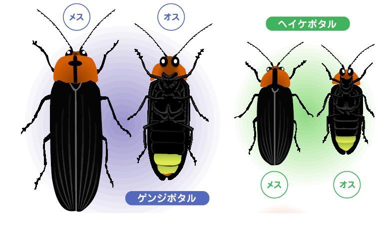 イラスト:ホタルの見分け方