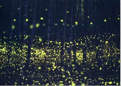 写真:ヒメボタル
