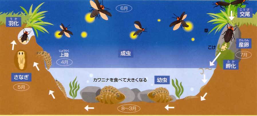 イラスト:ホタルの一生