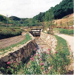 写真：ホタル護岸2