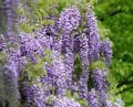 photo: Wysteria