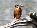 photo: Kingfisher