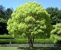 phtoto: Camphor Tree