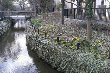 写真：水路とラッパズイセン