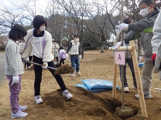 写真：さくら植樹2