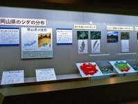 写真：第8回特別展「岡山県のシダとその分布」展示のようす