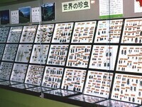 写真：標本箱展示のようす