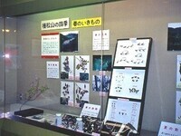 写真：第12回特別展「種松山の自然」展示のようす