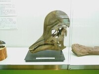 写真：第15回特別展「体感！恐竜ワールド」展示のようす