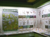 写真：第21回特別展「岡山県の外来生物」展示のようす