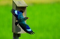 写真：巣箱とブッポウソウ