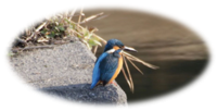 写真：鳥