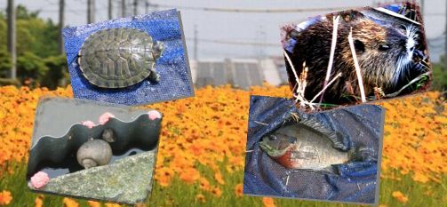 写真:外来生物調査