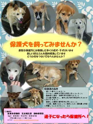 写真：保護犬の譲渡募集ポスター