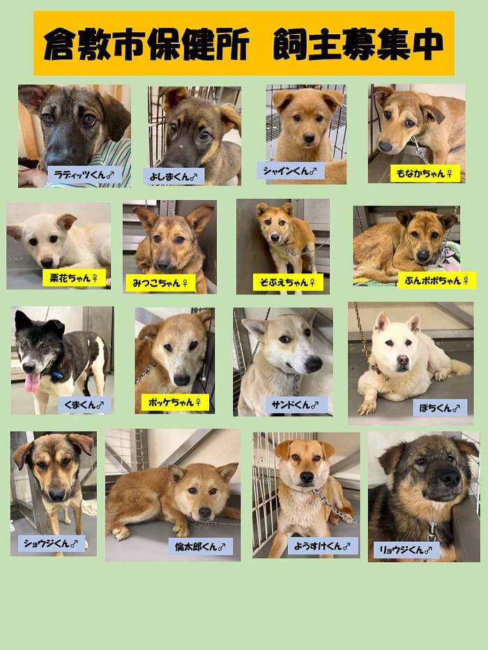 写真：倉敷市保健所　飼主募集中