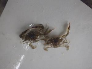 写真：ガザミ（ワタリガニ）