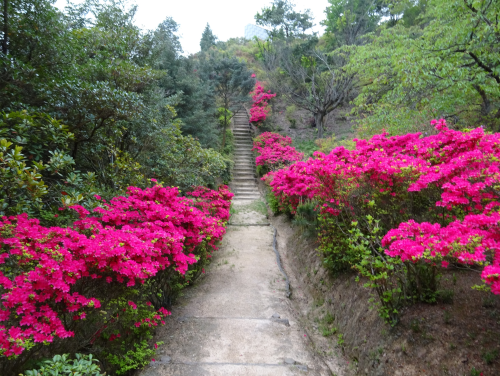写真：三百山（ツツジ）