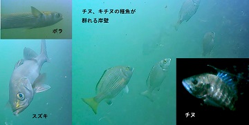 写真：チヌとスズキとボラ