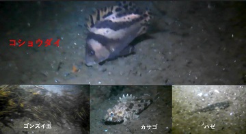写真：コショウダイとゴンズイとカサゴとハゼ