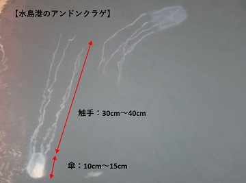 写真：アンドンクラゲ1