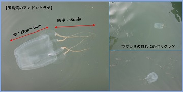 写真：アンドンクラゲ2