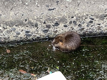 写真：ドブネズミ