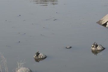 写真：倉敷川と六間川の合流点