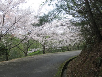 写真：ソメイヨシノと山桜が織りなす花の道