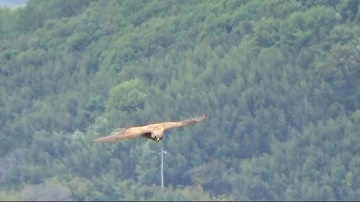 写真：亀島山のチョウゲンボウ