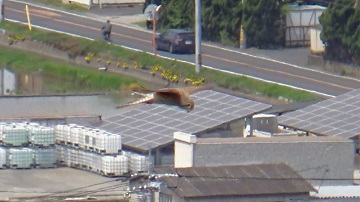 写真：亀島山のチョウゲンボウがホバリングしている