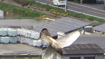 写真：亀島山のチョウゲンボウがひるがえる