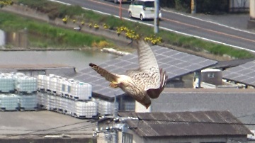写真：亀島山のチョウゲンボウが急降下する