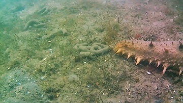 写真：水島港内のナマコとフン1