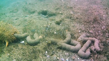 写真：水島港内のナマコとフン2