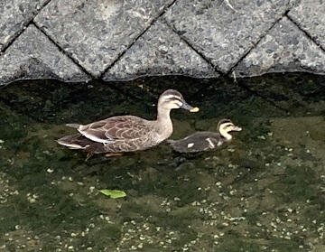 写真：浦田の水路で泳ぐカルガモ親子