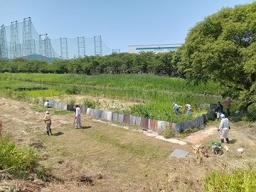 写真：ミズアオイ保全活動1
