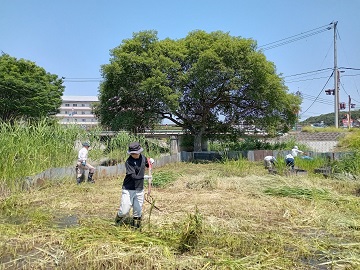 写真：ミズアオイ保全活動2