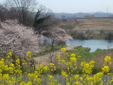 写真：桜1