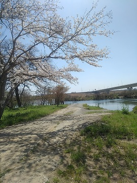 写真：桜2