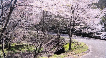 写真：ソメイヨシノと山桜