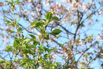 写真:旧下津井電鉄線の桜13
