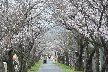 写真:旧下津井電鉄線の桜1