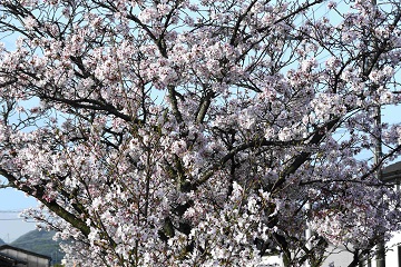 写真:旧下津井電鉄線の桜12