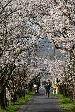 写真:旧下津井電鉄線の桜2
