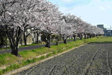 写真:旧下津井電鉄線の桜3