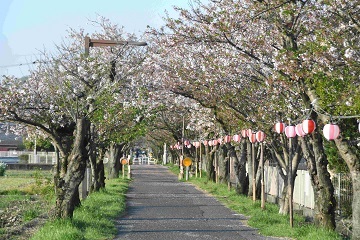 写真:旧下津井電鉄線の桜4