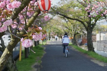 写真:旧下津井電鉄線の桜5